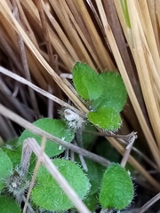 Leptostigma setulosum