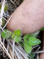 Leptostigma setulosum