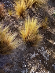 Leptostigma setulosum