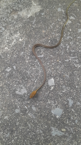 Painted Bronzeback