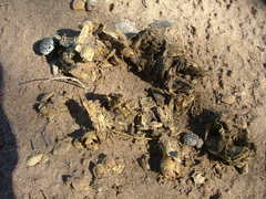 Omorgus pastillarius