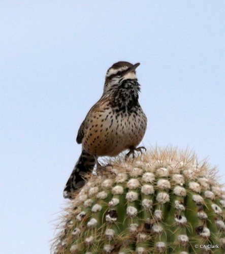 Cactus Wren