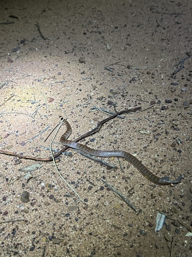 Eastern Shovel-nosed Snake sighting