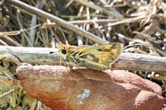 Hylephila fasciolata