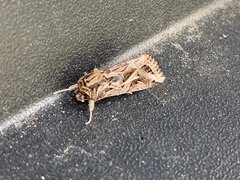 Spodoptera pulchella