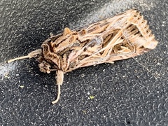 Spodoptera pulchella