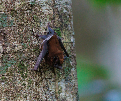 White-winged Dog-like Bat