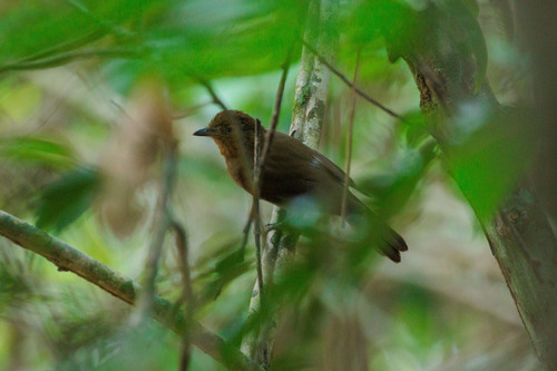 Bruinvleugelschiffornis (Schiffornis turdina)