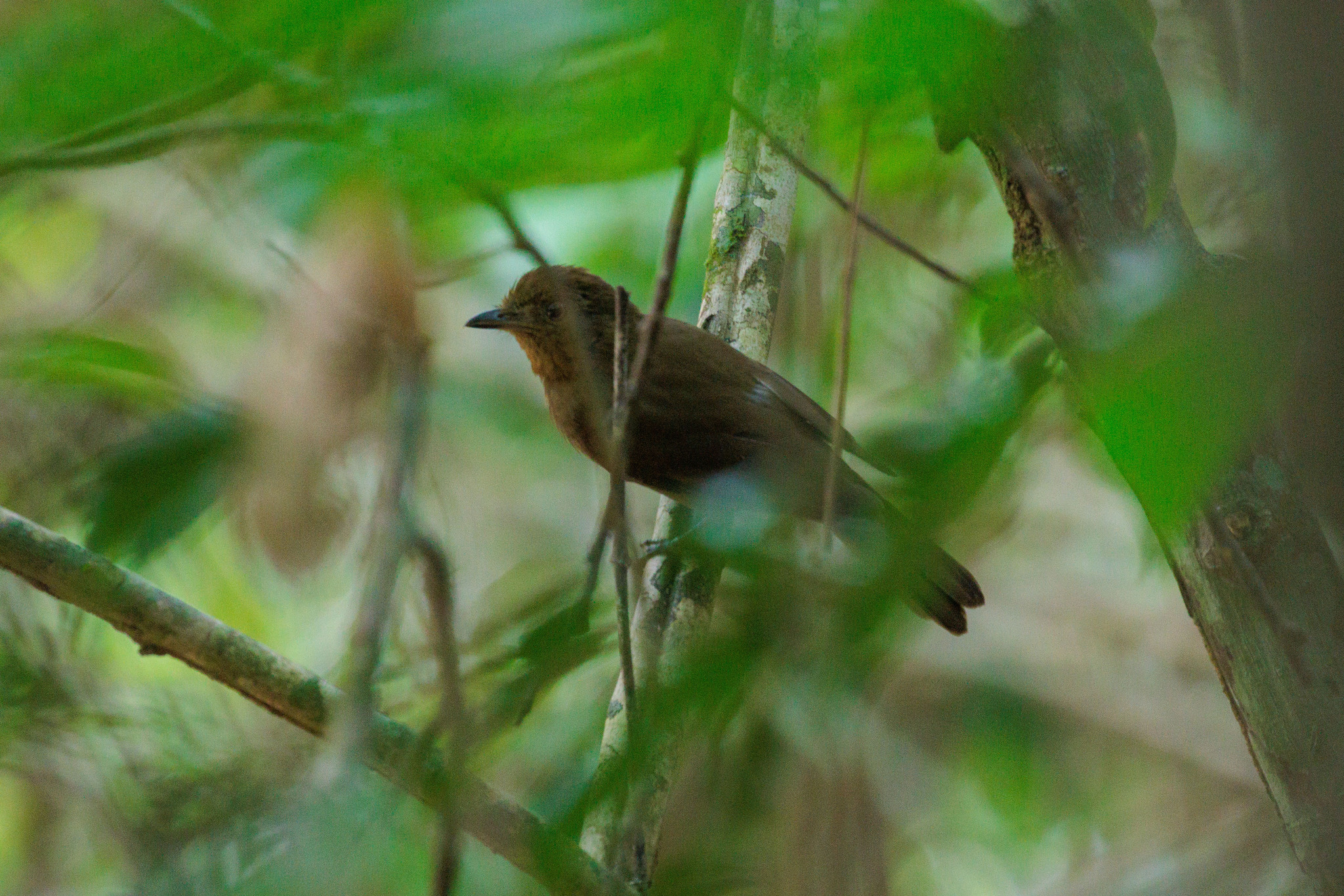 Brown-winged Schiffornis (Schiffornis turdina)