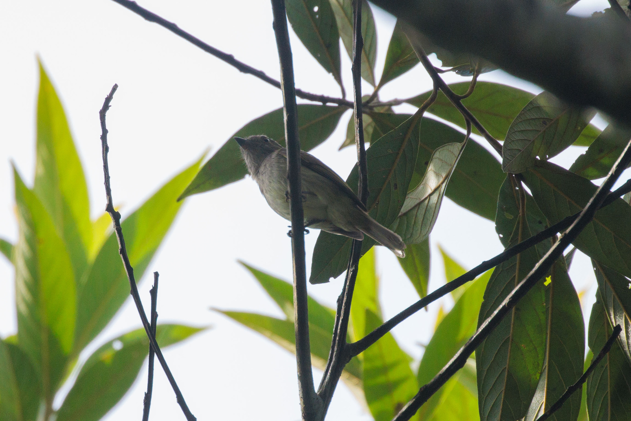 Pale-bellied Tyrant-Manakin (Neopelma pallescens), photo 1