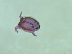 Breviceps fuscus