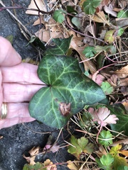 Colletotrichum trichellum