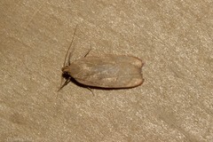 Phaeosaces coarctatella