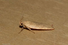 Phaeosaces coarctatella