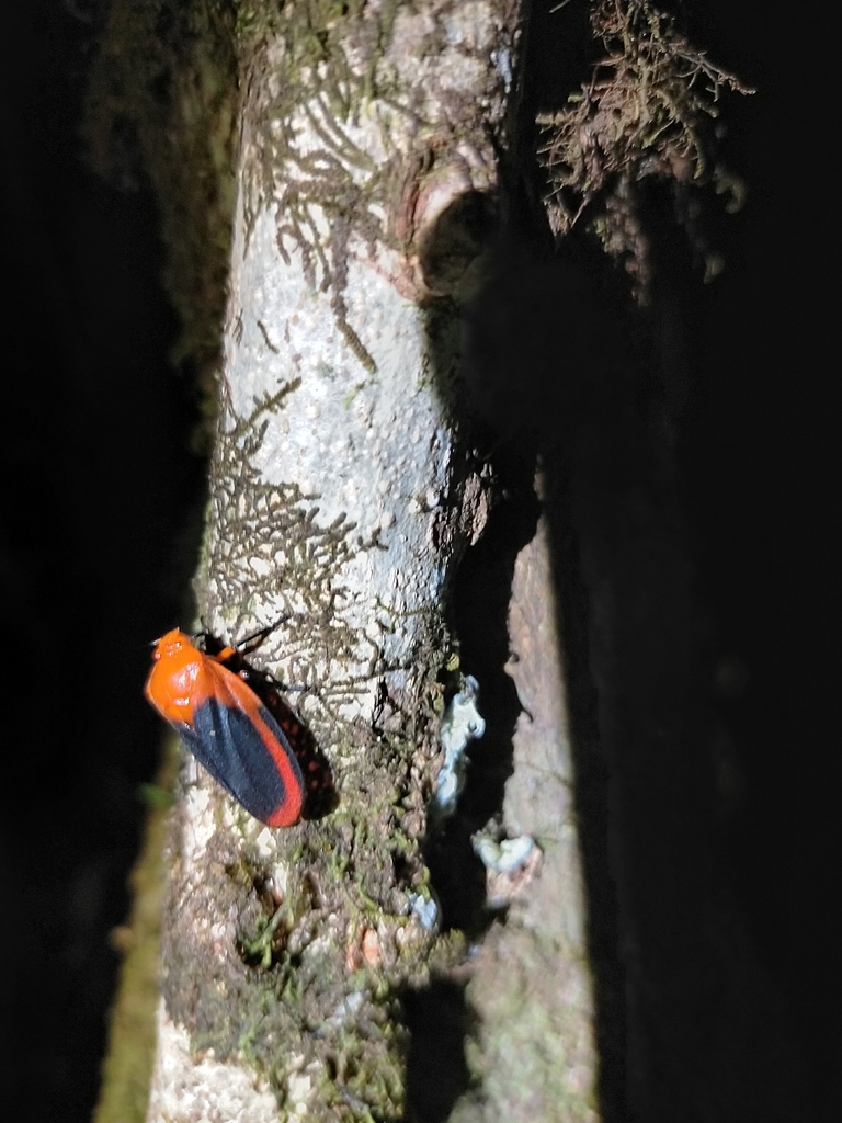 Schistogonia sanguinea