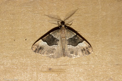 Pseudocoremia pergrata