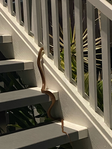 Brown Tree Snake sighting
