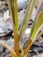 Chionochloa rubra