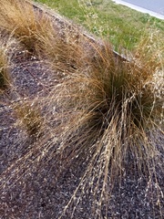 Chionochloa rubra