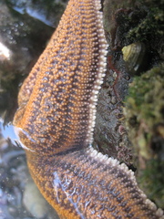 Watersipora subatra