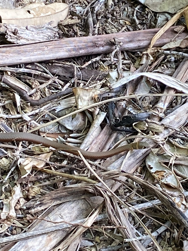 Collared Whipsnake sighting