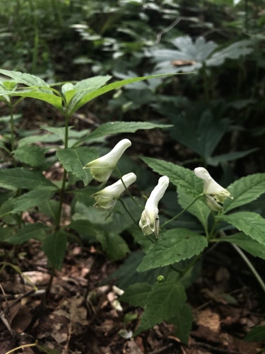 trailing white monkshood (Aconitum reclinatum)