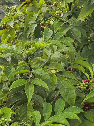 Cipadessa baccifera, photograph 6