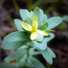 Hypericum stragulum