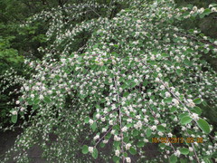 Cotoneaster nummularius