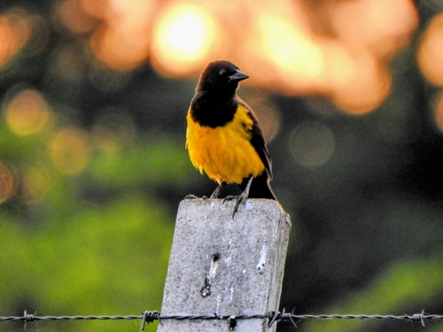 Gelbbürzelstärling (Pseudoleistes guirahuro)