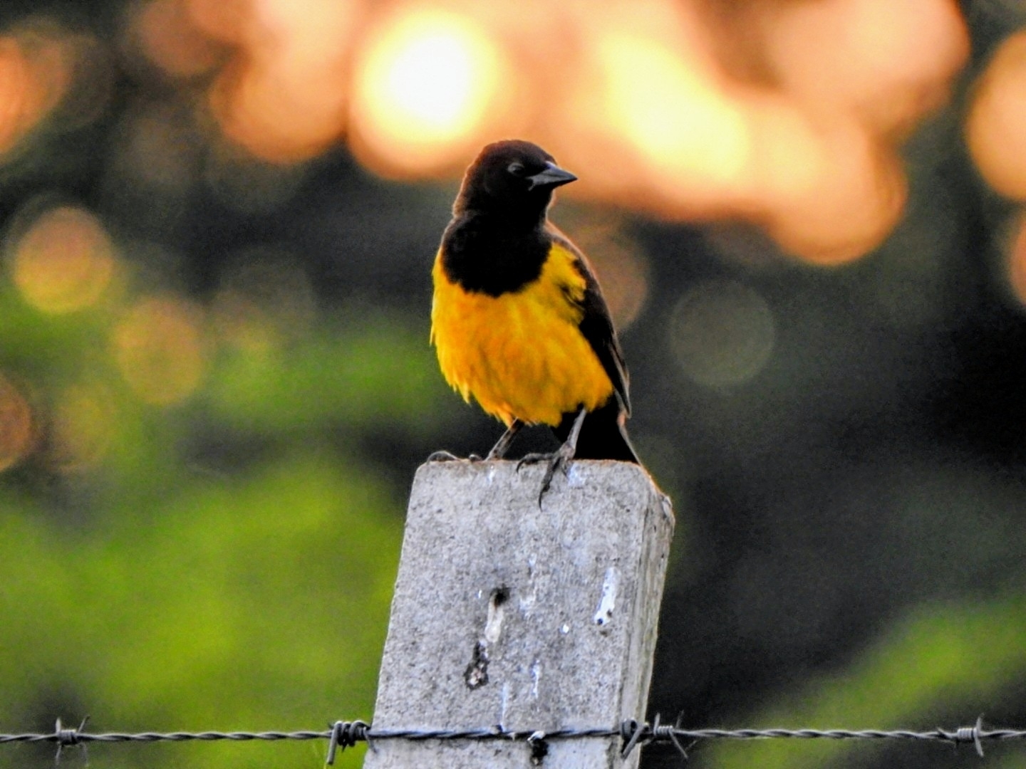 Yellow-rumped Marshbird (Pseudoleistes guirahuro)