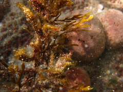 Carpophyllum plumosum