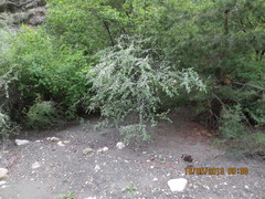 Cotoneaster nummularius