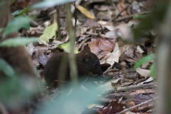 Hypsiprymnodon moschatus