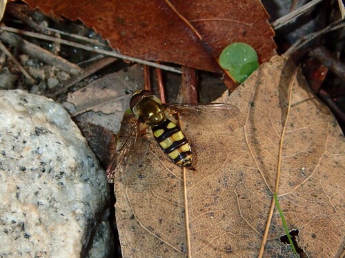 Unknown species found near DeKalb County, GA, USA