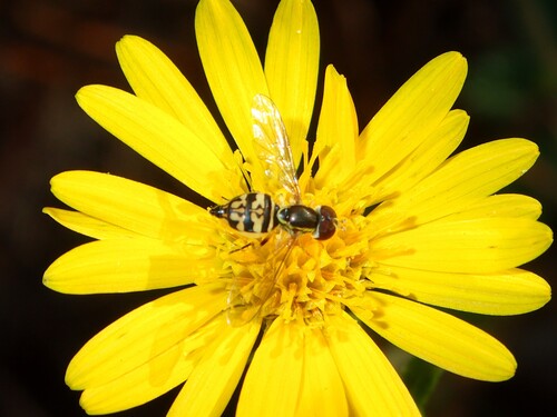 Unknown species found near DeKalb County, GA, USA