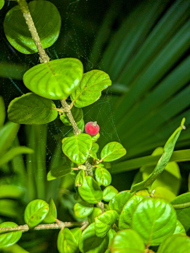 Everglades Velvetseed (Guettarda elliptica)