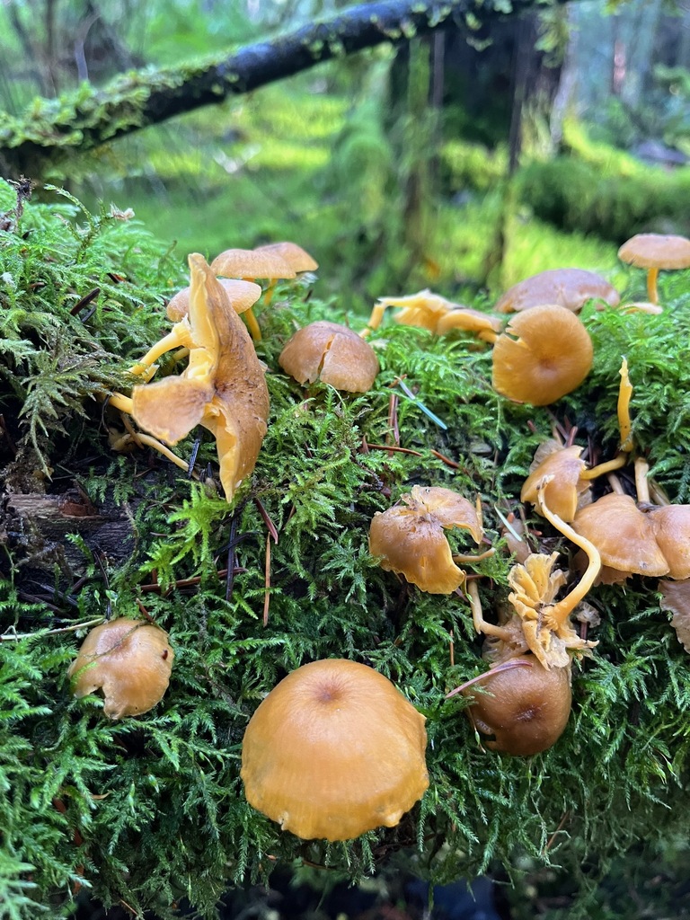 Chrysomphalina chrysophylla