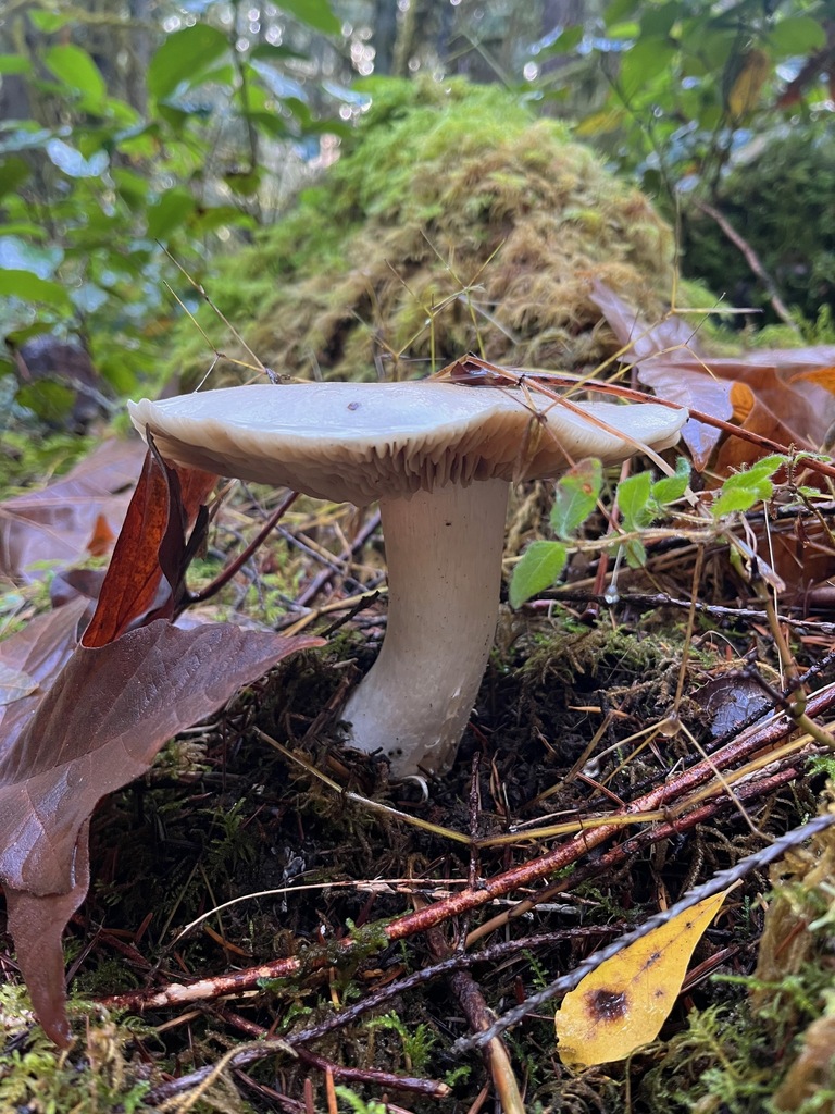 Tricholoma pardinum