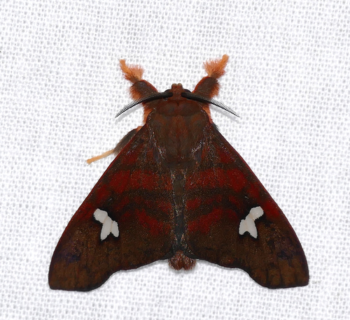 Zatrephes miniata