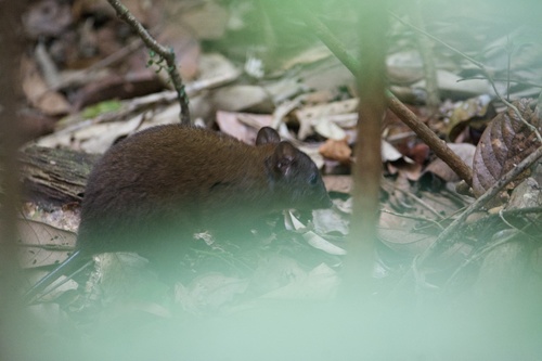 Musky 'Rat'-kangaroo