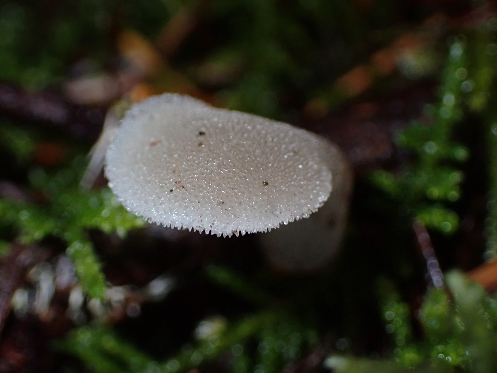 Pseudohydnum gelatinosum · November 2025 · photo: © enspring (iNaturalist, cc0)