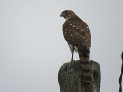 Accipiter cooperii