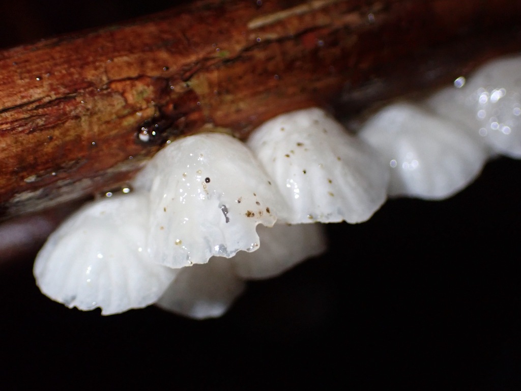 Marasmiellus sp. 'candidus-CA01' · November 2025 · photo: © enspring (iNaturalist, cc0)