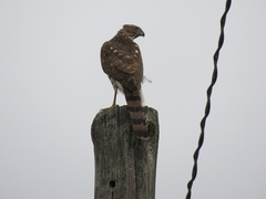 Accipiter cooperii