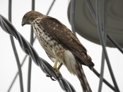 Accipiter cooperii