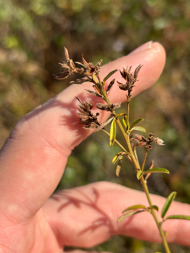Narrow-leaved Bush Clover (Lespedeza angustifolia)