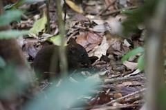 Hypsiprymnodon moschatus