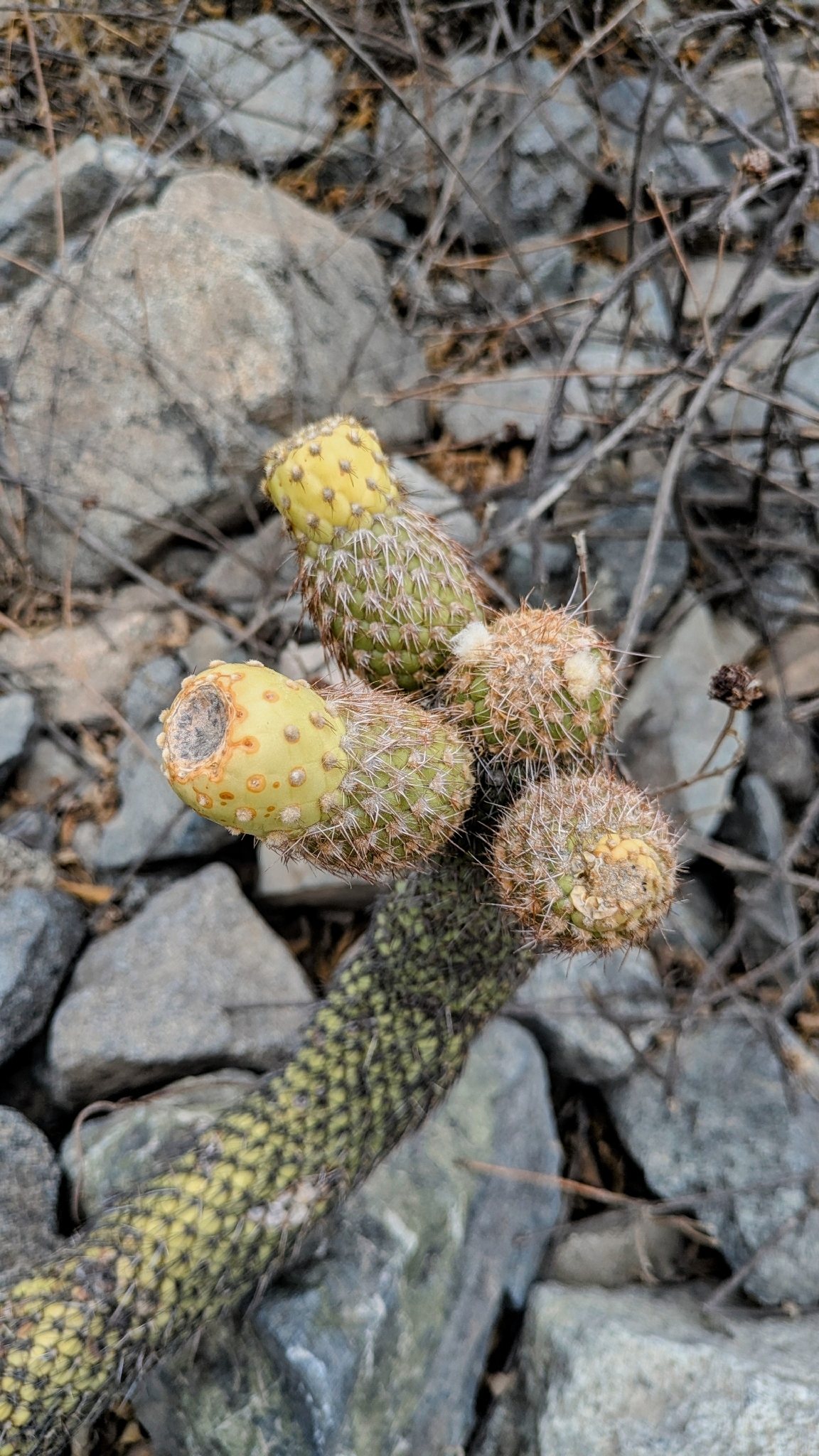 Austrocylindropuntia pachypus