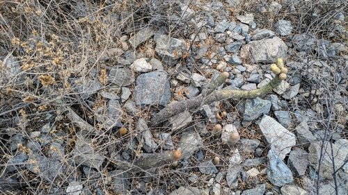 Austrocylindropuntia pachypus, photograph 5
